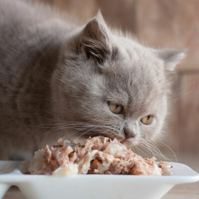 4 factors to remember while buying cat food