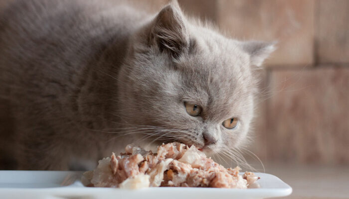 4 factors to remember while buying cat food