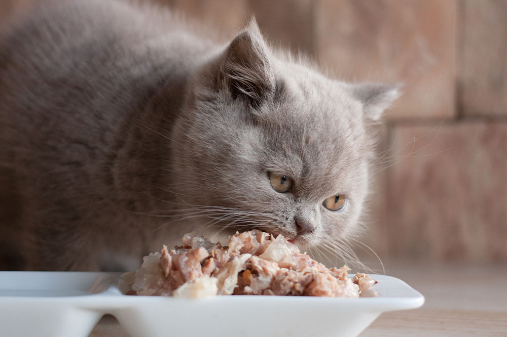 4 factors to remember while buying cat food