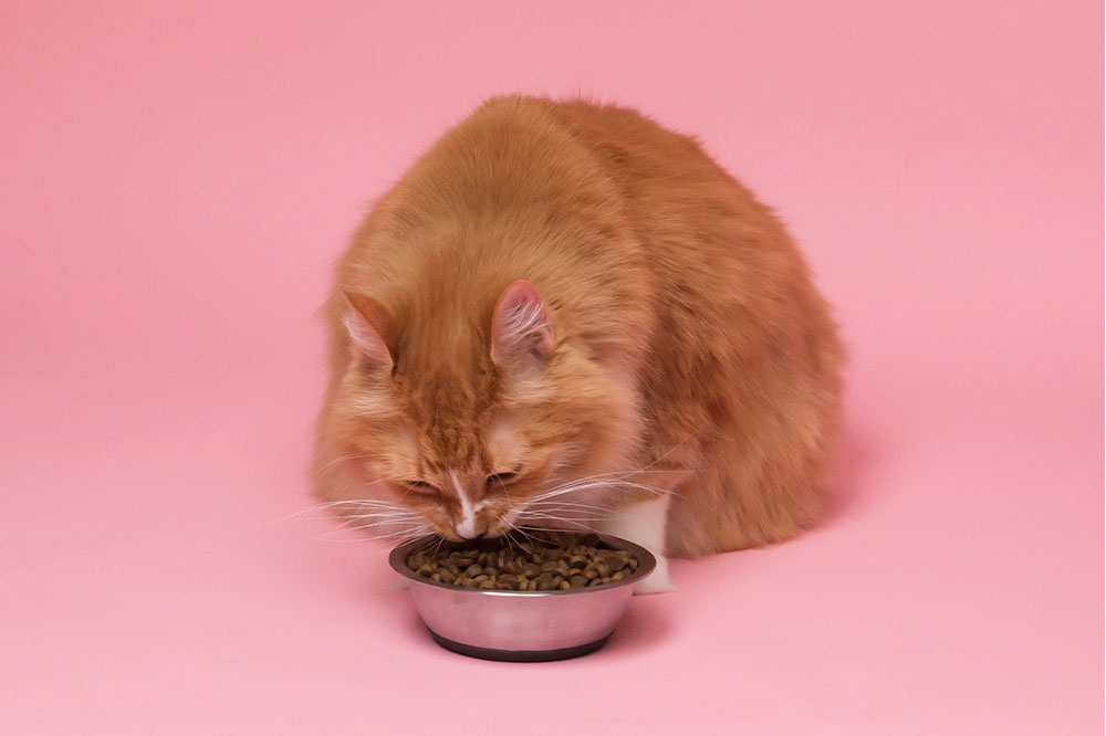 Top 10 cat food deals to check out ahead of Black Friday 2022